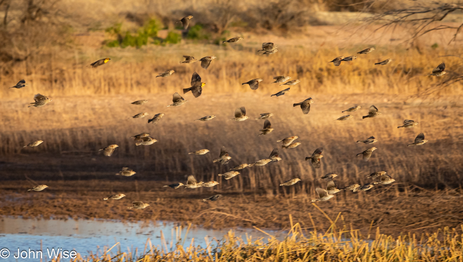 Whitewater Draw Wildlife Area in McNeal, Arizona