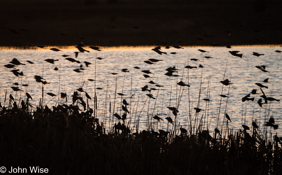 Whitewater Draw Wildlife Area in McNeal, Arizona