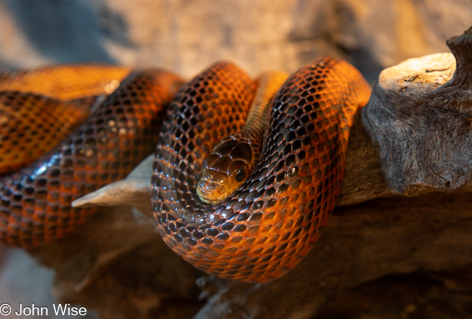 Chiricahua Desert Museum in Rodeo, New Mexico