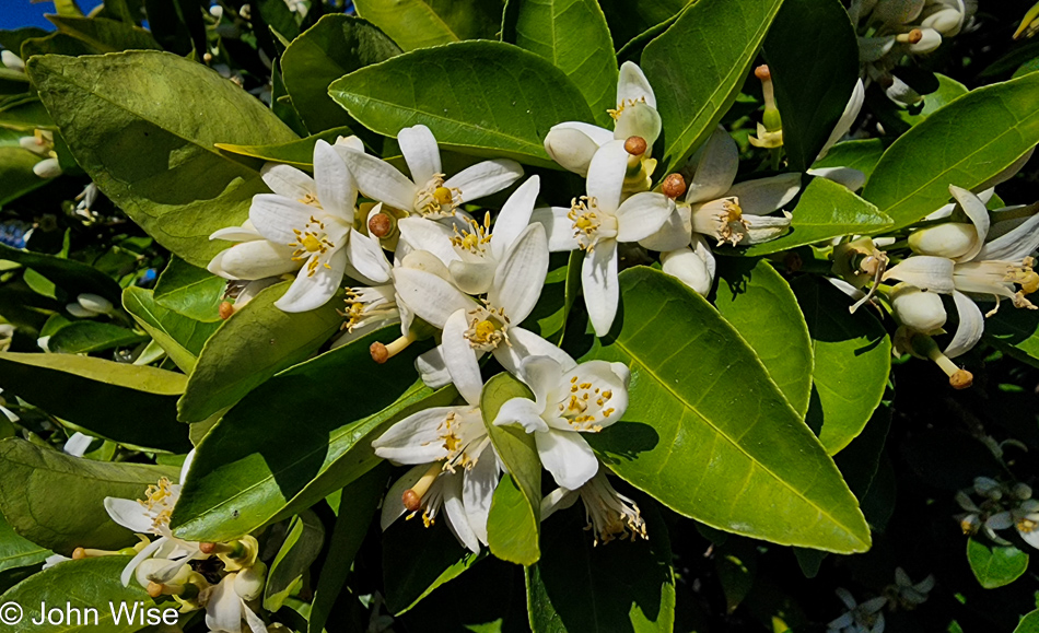 Citrus blooms in Phoenix, Arizona