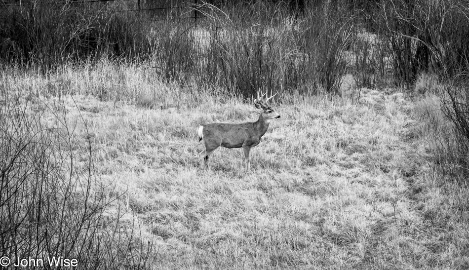 Near Springerville, Arizona