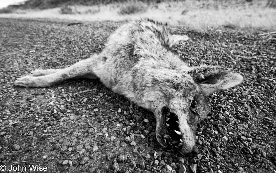 Dead Coyote on Highway 60 in New Mexico