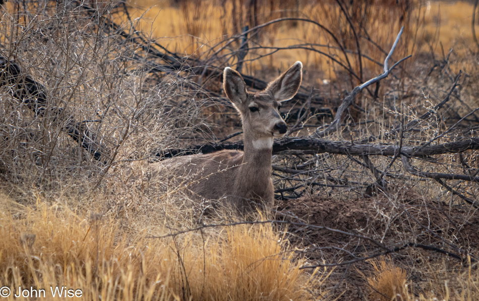 Bosque Del Apache in Socorro, New Mexico