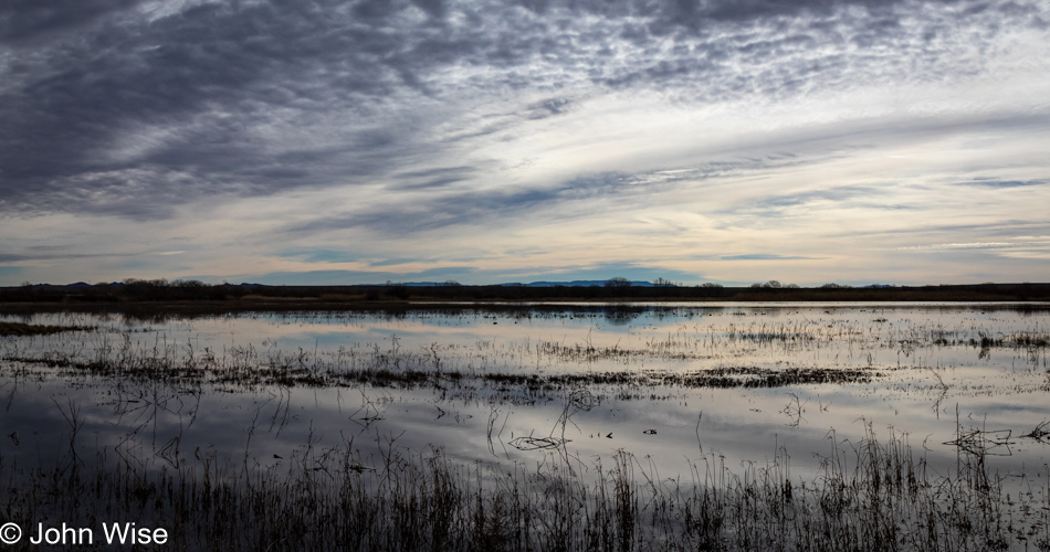 Bosque Del Apache in Socorro, New Mexico