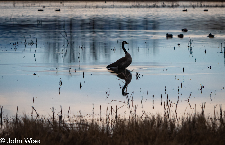 Bosque Del Apache in Socorro, New Mexico