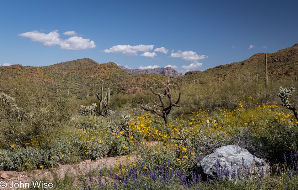 Wildflowers in Queen Valley, Arizona