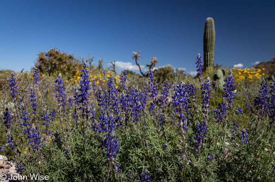 Wildflowers in Queen Valley, Arizona