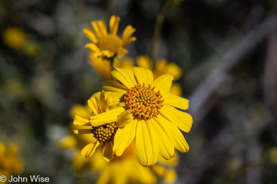 Wildflowers in Queen Valley, Arizona