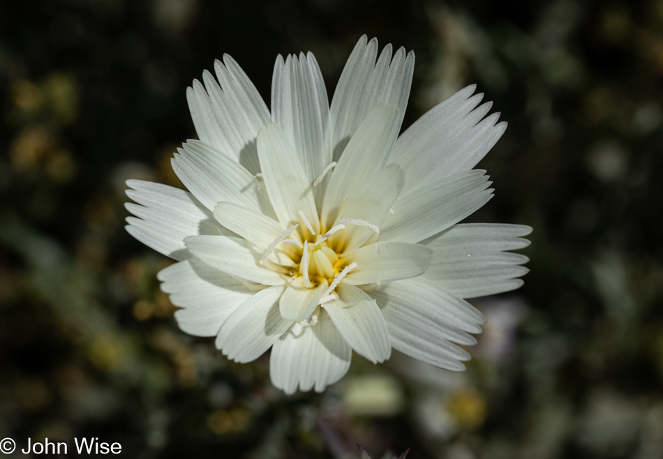 Wildflowers in Queen Valley, Arizona