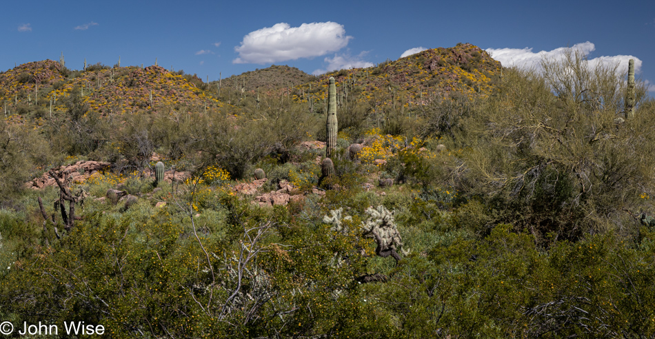 Wildflowers in Queen Valley, Arizona