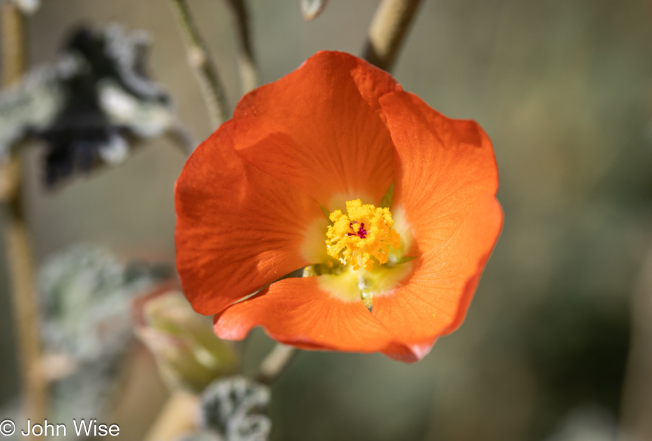 Wildflowers off Highway 177 in Arizona