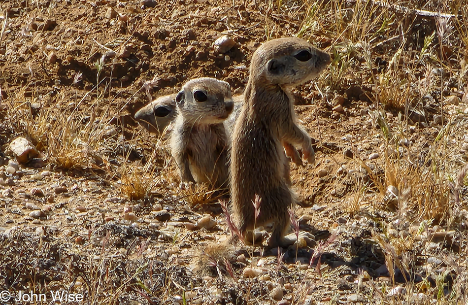 Ground Squirrels at Reach 11 Recreation Area in Phoenix, Arizona