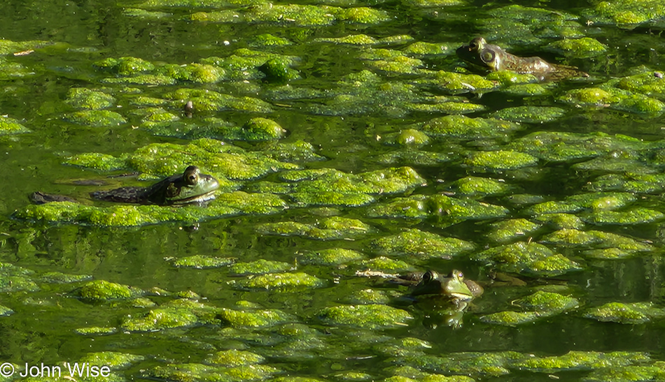 Frogs at Reach 11 Recreation Area in Phoenix, Arizona