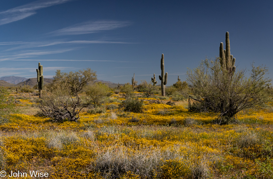 Wildflowers off Highway 74 in Arizona