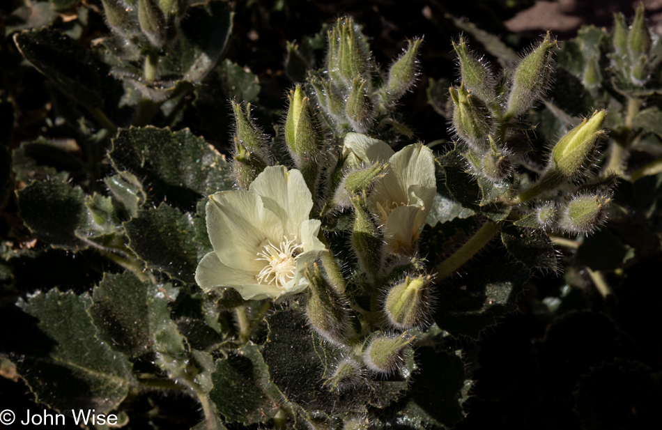 Flowering plant at Room Canyon at Death Valley National Park, California