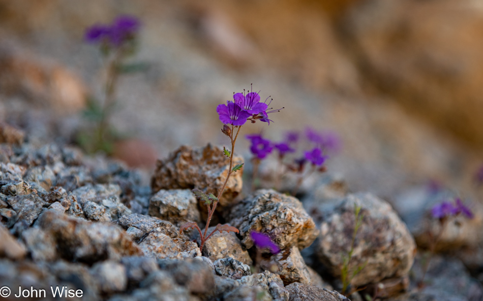 Wildflowers at Room Canyon at Death Valley National Park, California