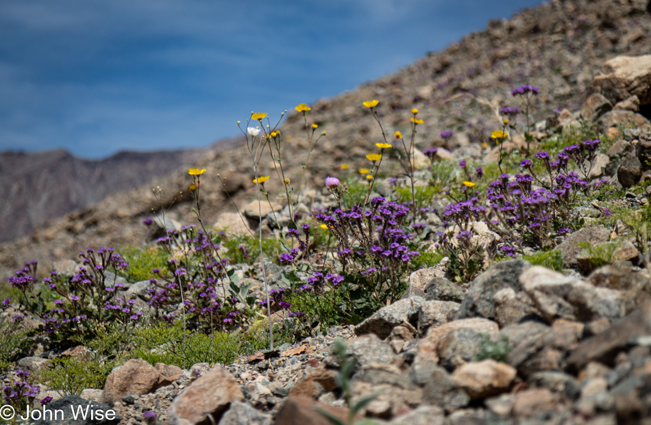 Wildflowers at Sidewinder Canyon in Death Valley National Park, California