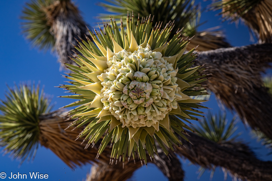 Wee Thump Joshua Tree Wilderness in Southern Nevada