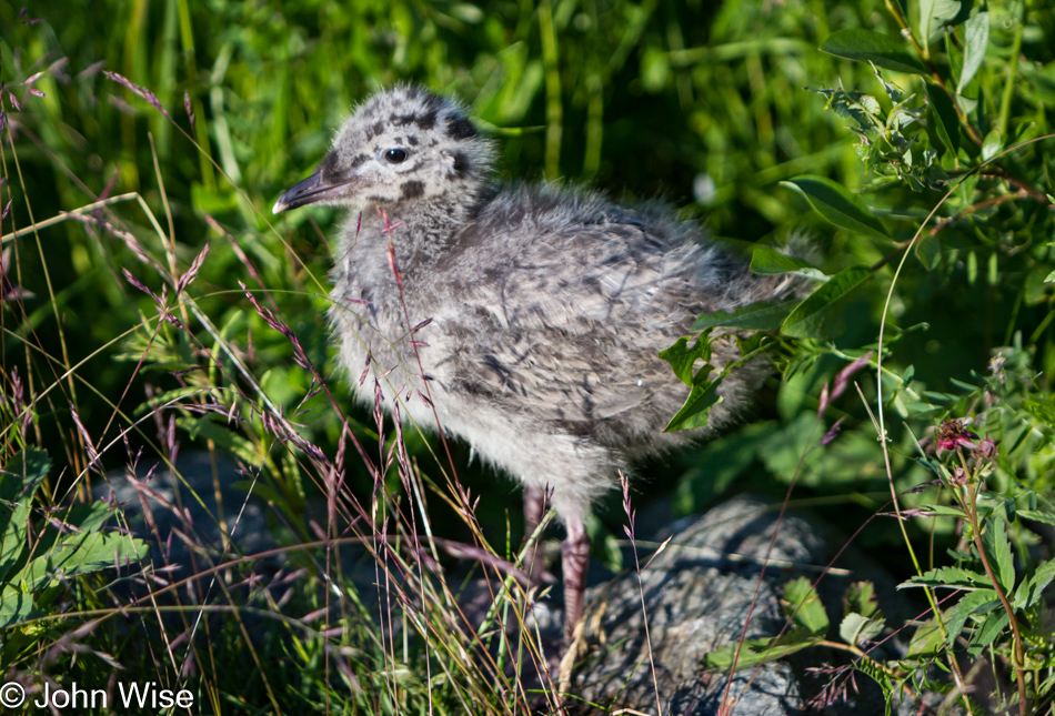 Anchorage Coastal Wildlife Refuge in Alaska