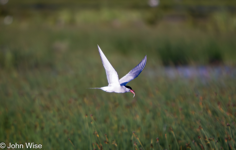 Anchorage Coastal Wildlife Refuge in Alaska