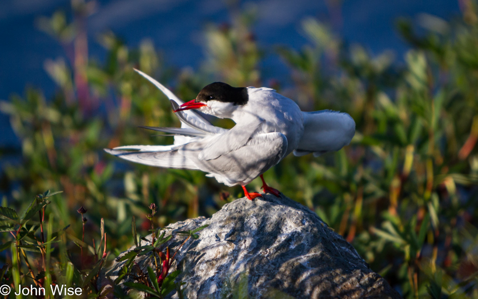 Anchorage Coastal Wildlife Refuge in Alaska