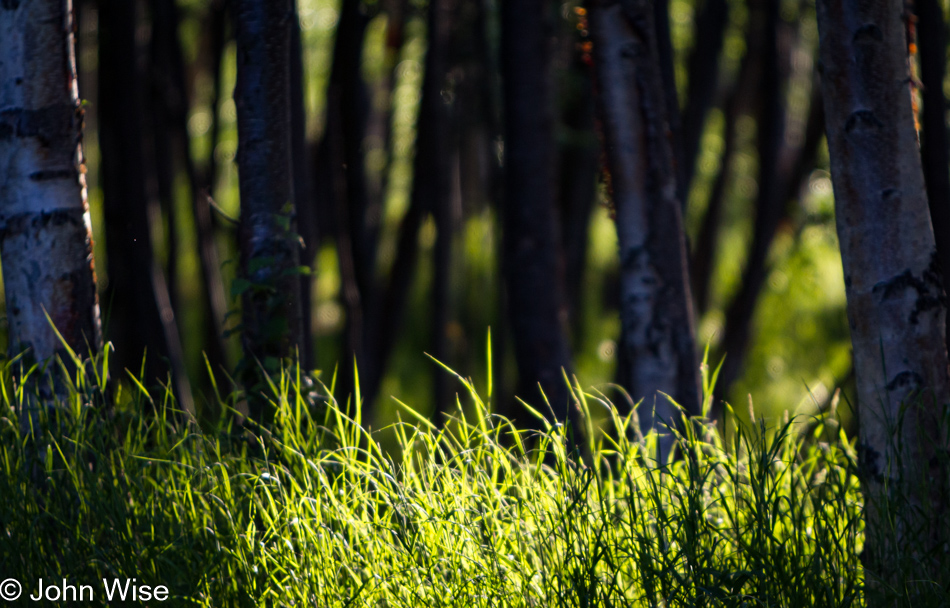 Anchorage Coastal Wildlife Refuge in Alaska