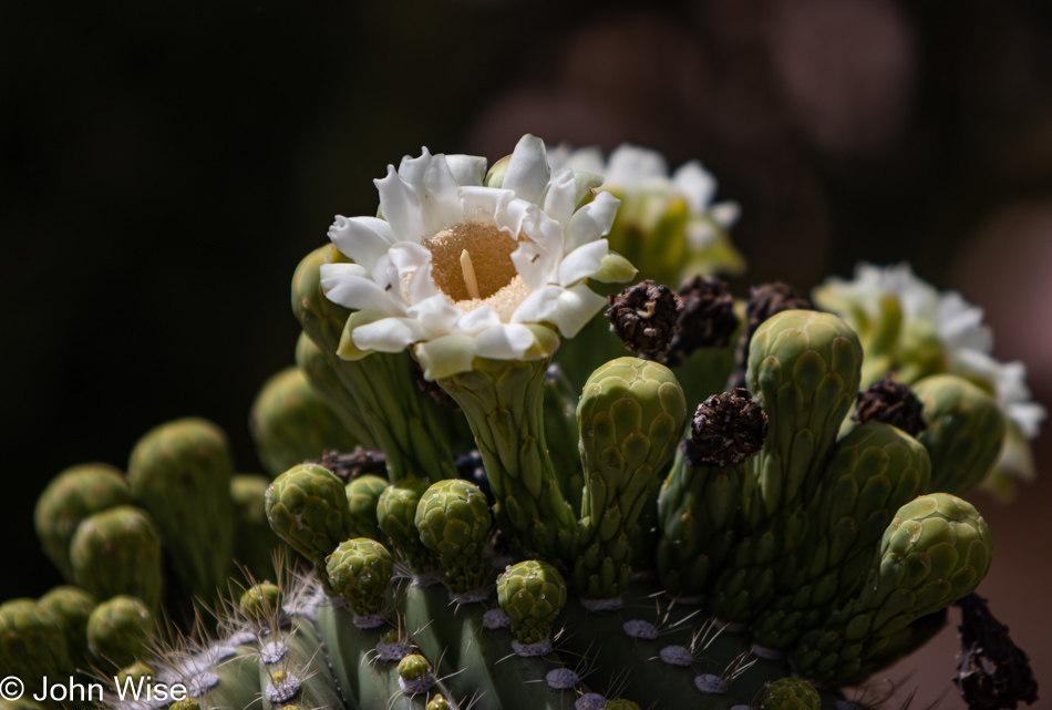 Saguaro bloom in Phoenix, Arizona