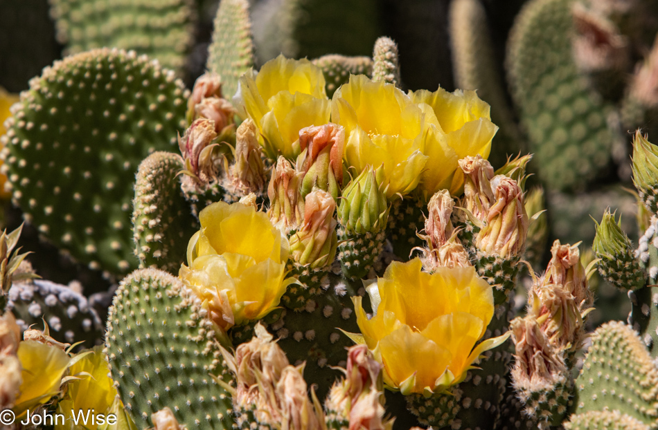 Cactus bloom in Phoenix, Arizona