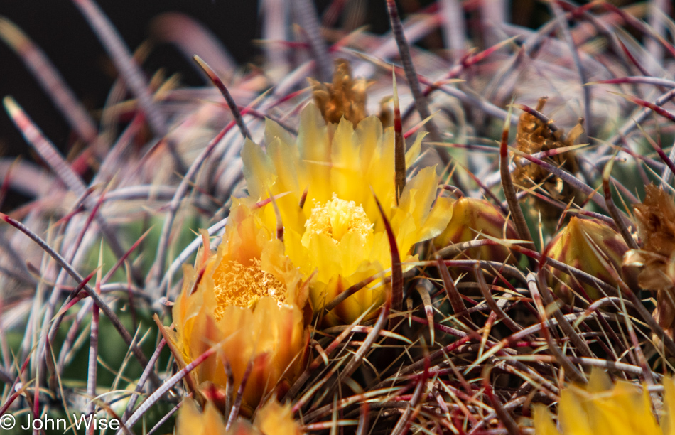 Barrel cactus bloom in Phoenix, Arizona