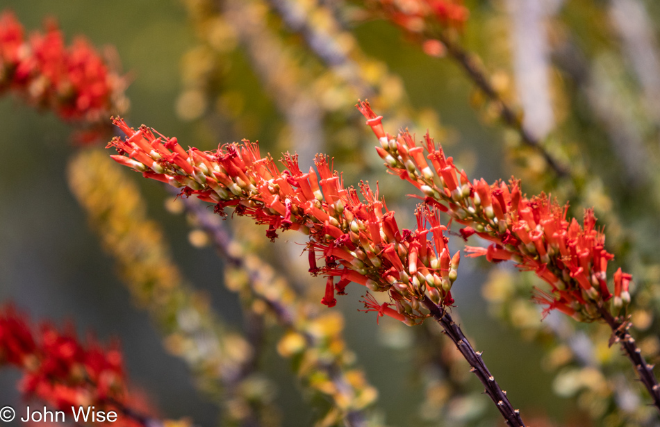 Ocotillo bloom in Phoenix, Arizona