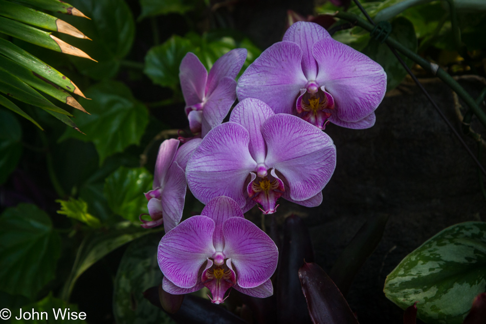 Denver Botanical Garden, Colorado