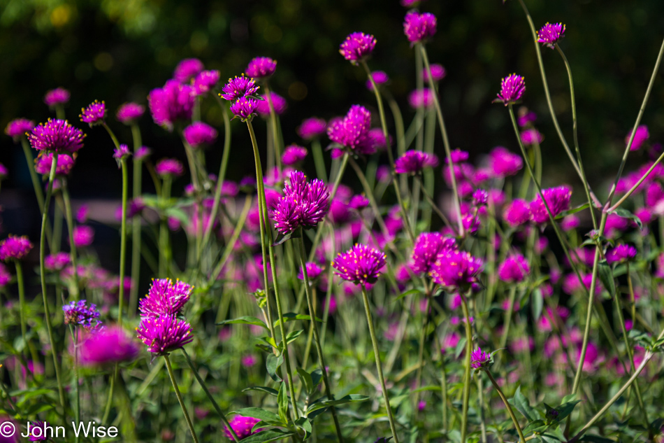 Denver Botanical Garden, Colorado