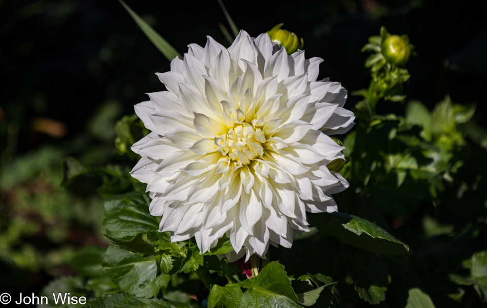 Denver Botanical Garden, Colorado