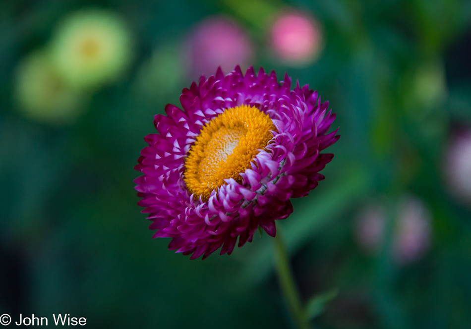 Denver Botanical Garden, Colorado