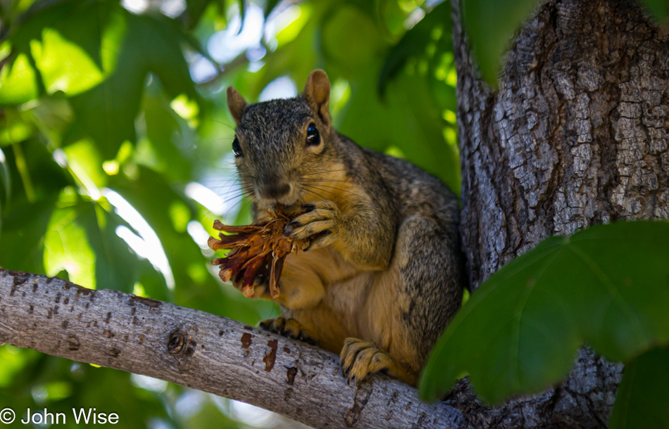 Squirrel at the Denver Botanical Garden, Colorado