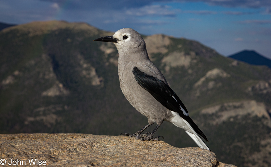 Clarks Nutcracker bird at the Rocky Mountain National Park in Colorado