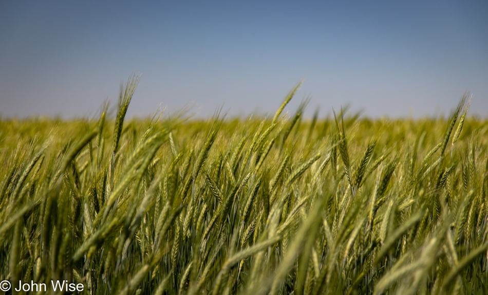 Wheat next to U.S. Route 83 in Kansas