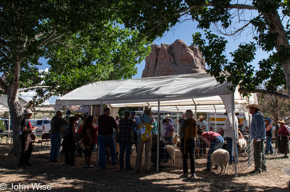 Sheep is Life Celebration in Window Rock, Arizona