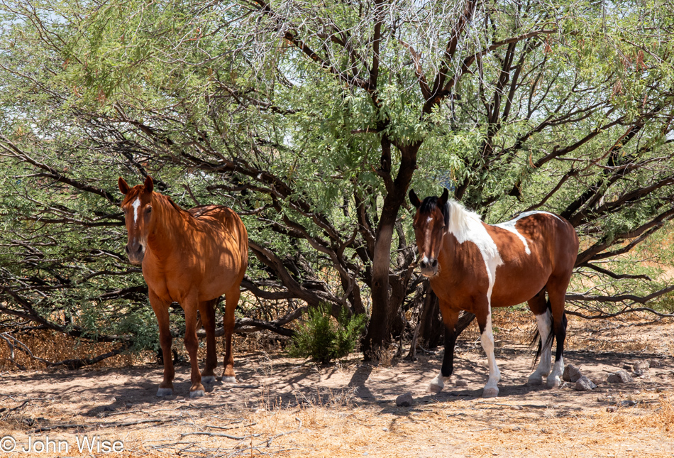Horses near Vaya Chin on the Tohono O'odham Nation in Arizona