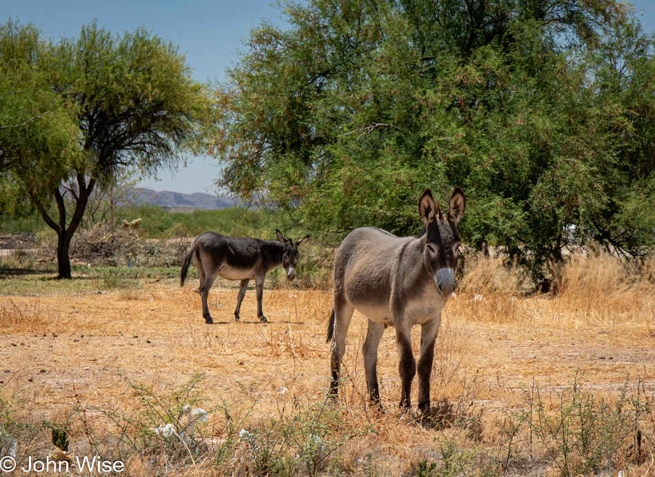 Donkeys near Vaya Chin on the Tohono O'odham Nation in Arizona