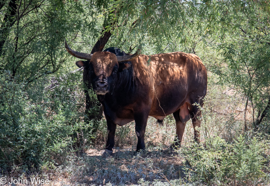 Steer on Indian Route 7 on the Tohono O'odham Nation in Arizona