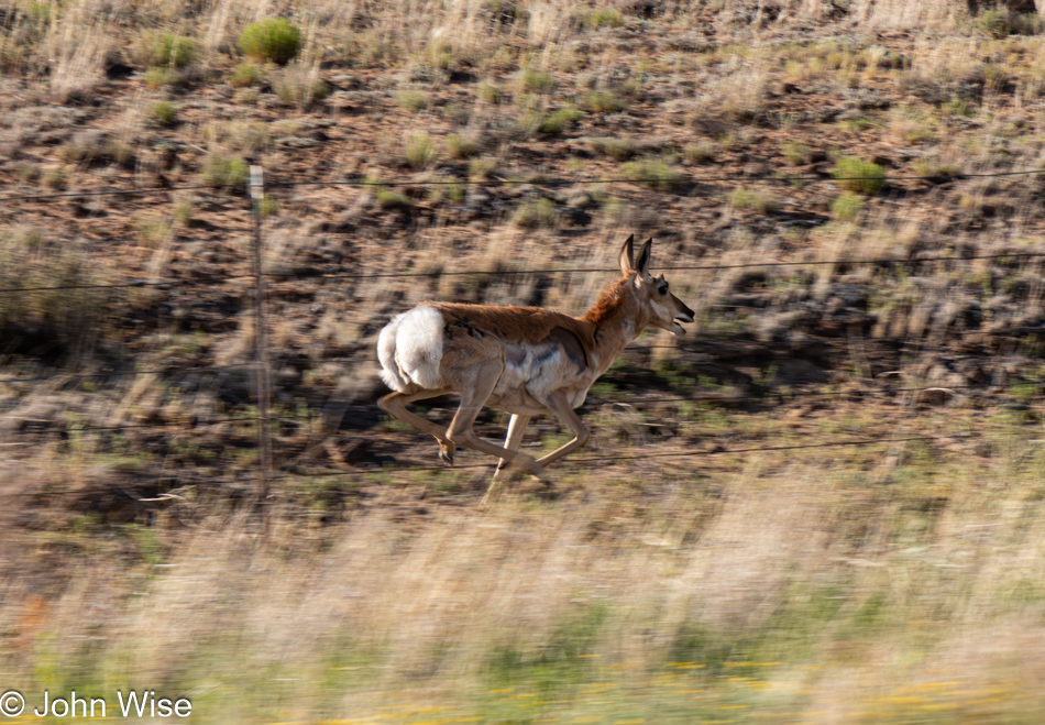 Pronghorn Antelope off U.S. Route 60 in New Mexico