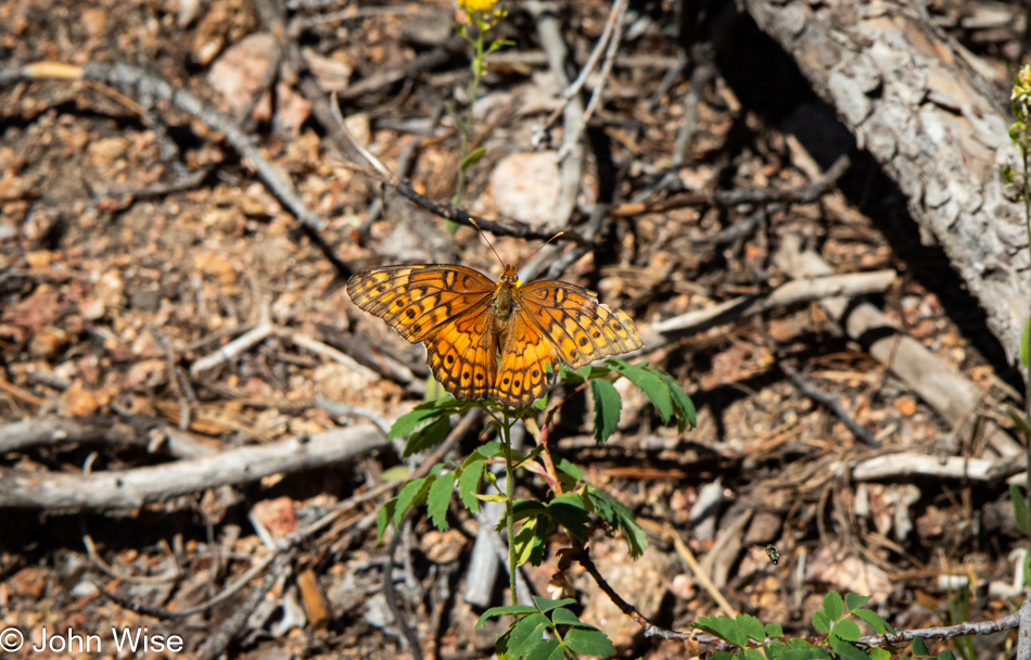 Big Tesuque Trail in the Santa Fe National Forest, Santa Fe, New Mexico