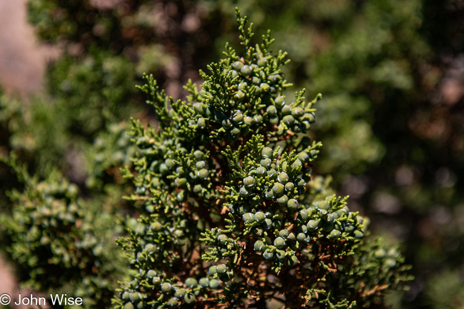 Santa Fe Botanical Garden, New Mexico