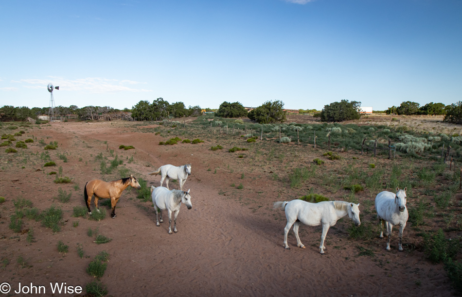 Horses on the Navajo Reservation off US Highway 191 south of Sanders, Arizona