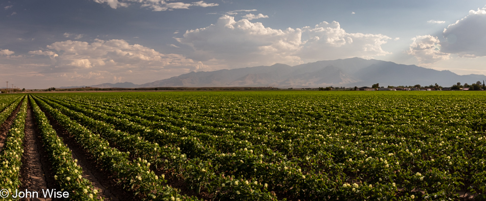 Cotton field in Safford, Arizona