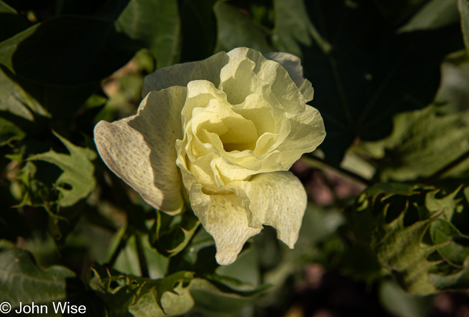Cotton flower in Safford, Arizona