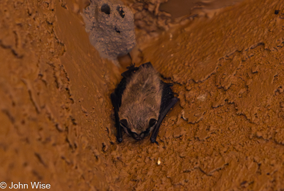 Bat in Phoenix, Arizona