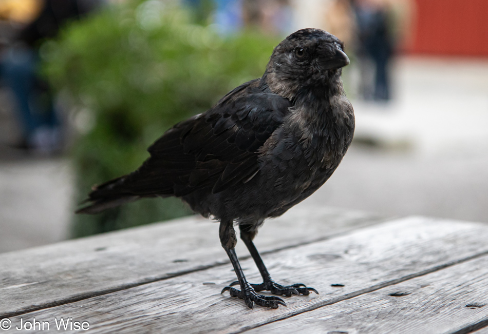 Bird in Stockholm, Sweden