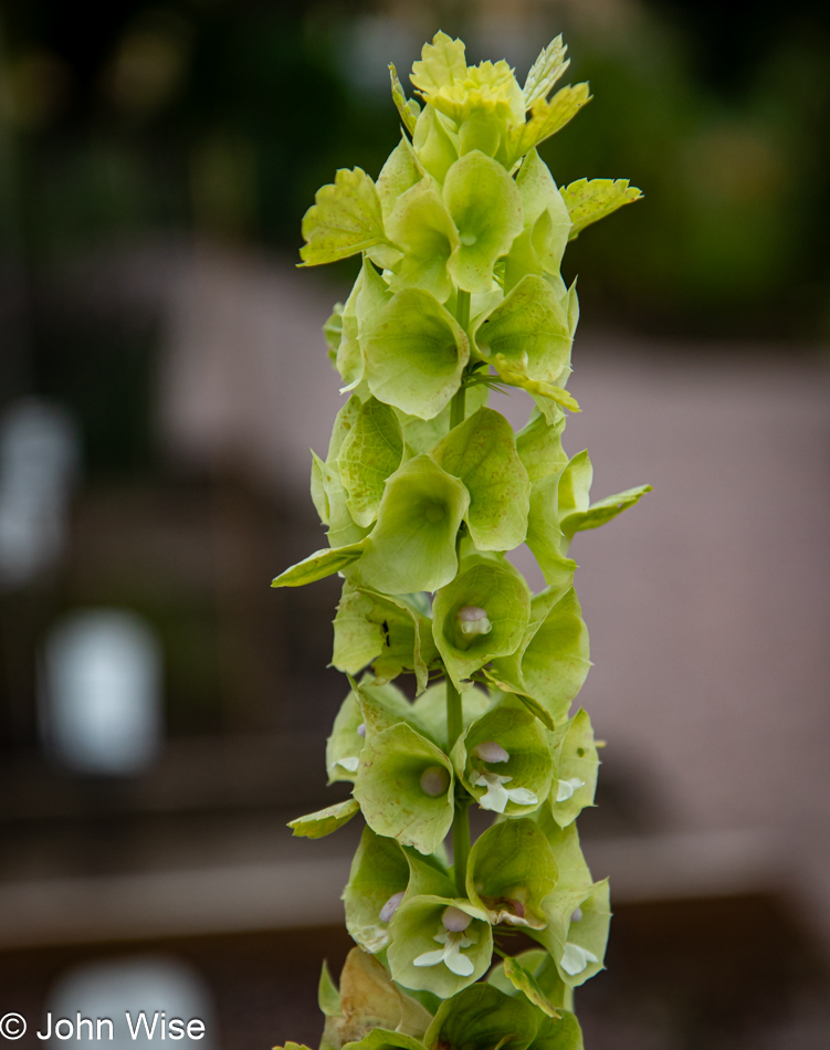 The Linnaeus Garden and Museum in Uppsala, Sweden